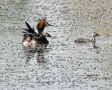 great crested grebe